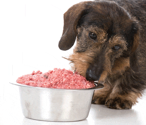 Can Dogs Eat Raw Meat?