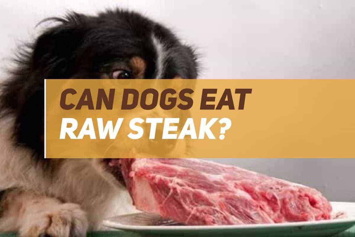 Can Dogs Eat Raw Steak? Discover The Truth!