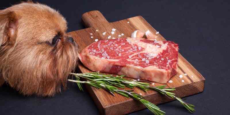 Can Dogs Eat Steak? Cooked or Raw? (+Vet