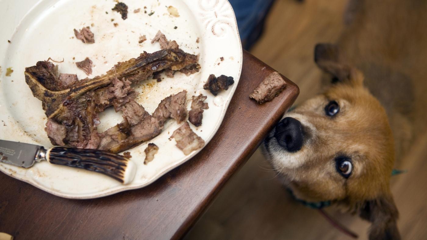 Can I Give My Dog a Steak Bone?