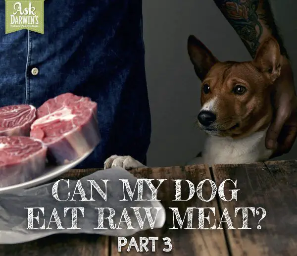 Can My Dog Eat Raw Meat? (part 3)