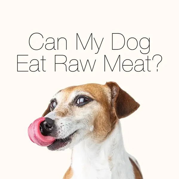 Can My Dog Eat Raw Meat?(part 1)
