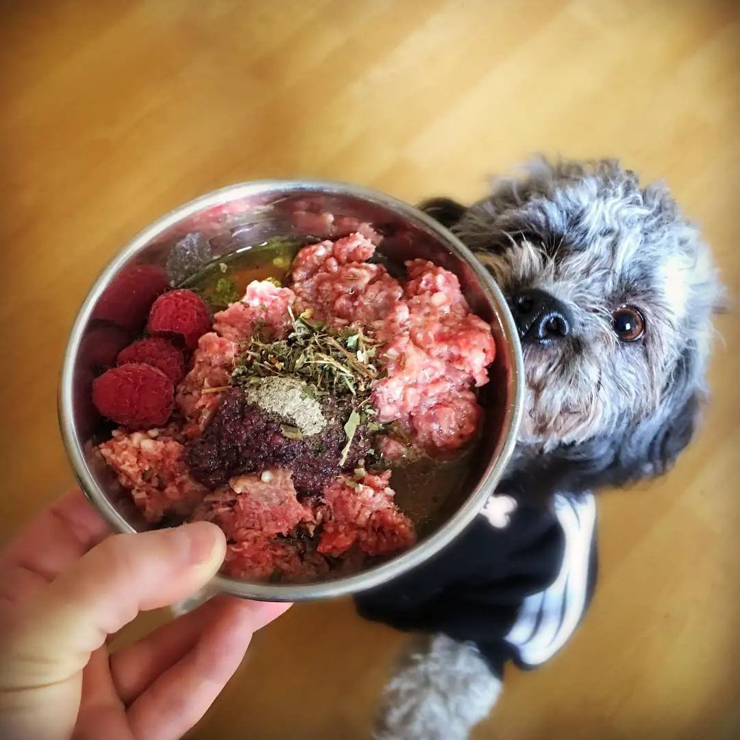 Dog Nutrition : Is Raw Meat Key To A Canineâs Meal ?