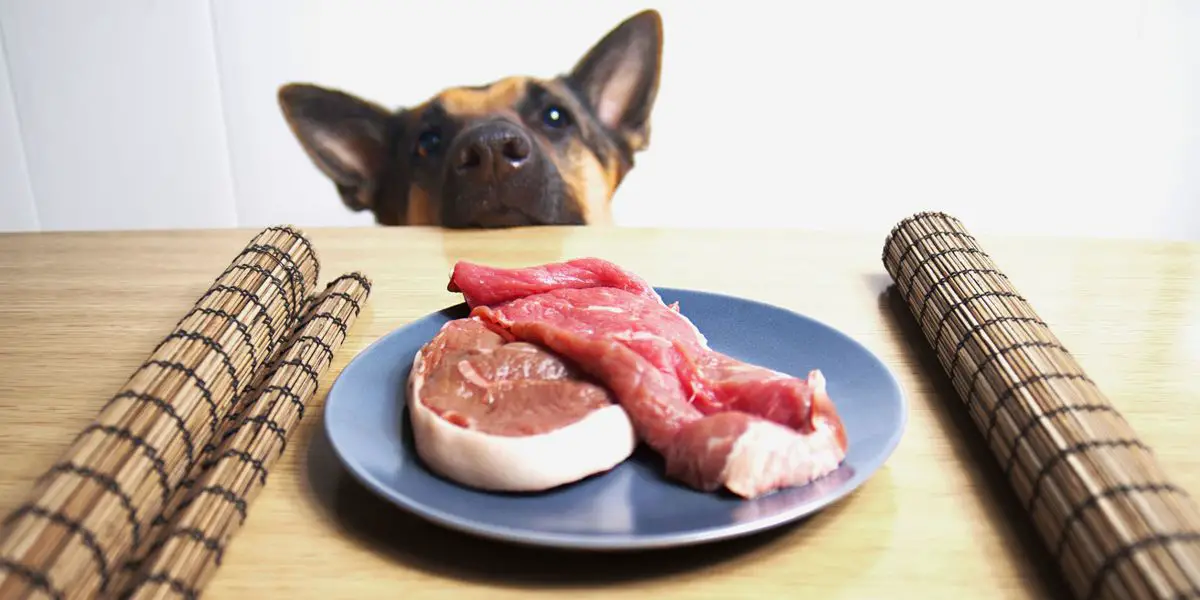 Feeding Cats And Dogs Raw Meat Can be Dangerous For Their Health