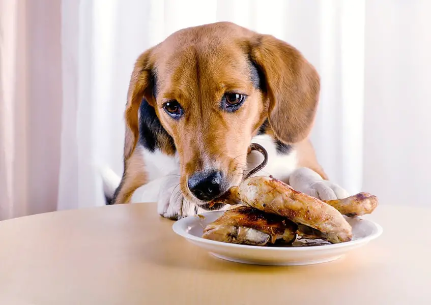 Help! My Dog Ate a Chicken Bone, What Should I Do?
