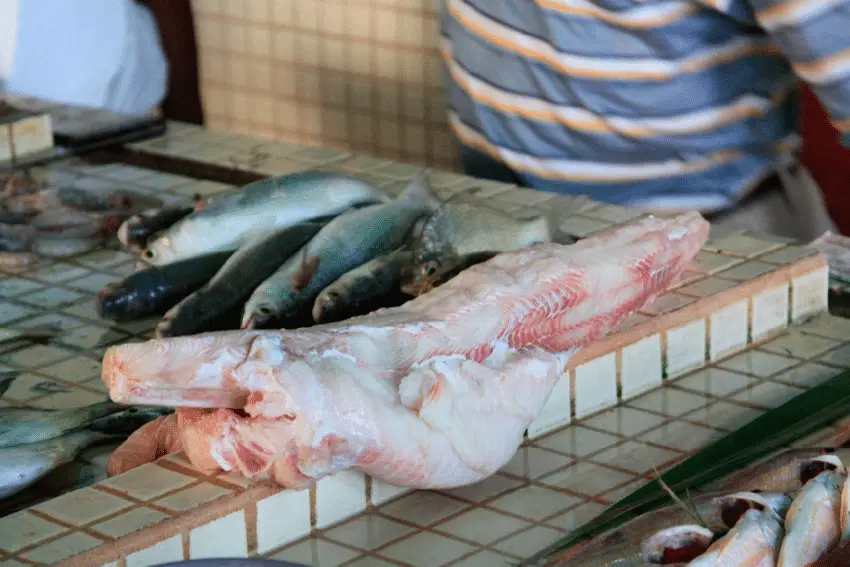 Shark meat for sale in local fish market.