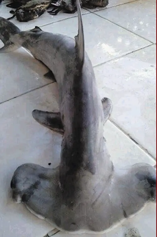 Sharks for sale: Hammerheads, thresher sharks still hunted ...