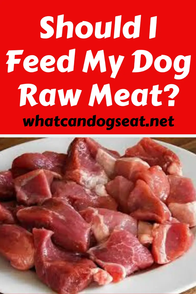Should I Feed My Dog Raw Meat?